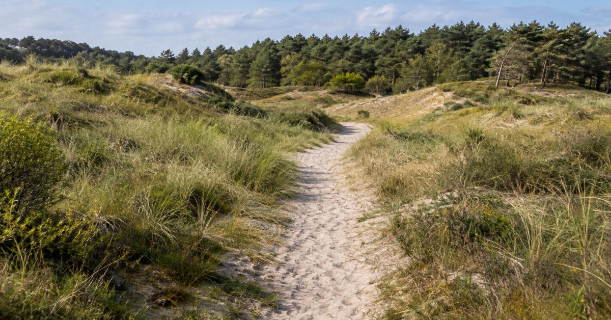 De Konikroute bij Duin en Kruidberg: 7,5 kilometer door bos en duin