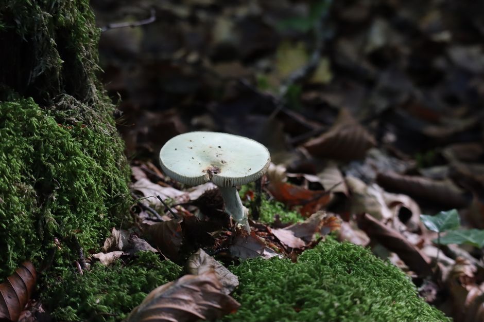 Wandelen door de Haarlemmerhout